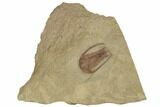 Rare, Red Apatokephalus Trilobite - Fezouata Formation #191750-1